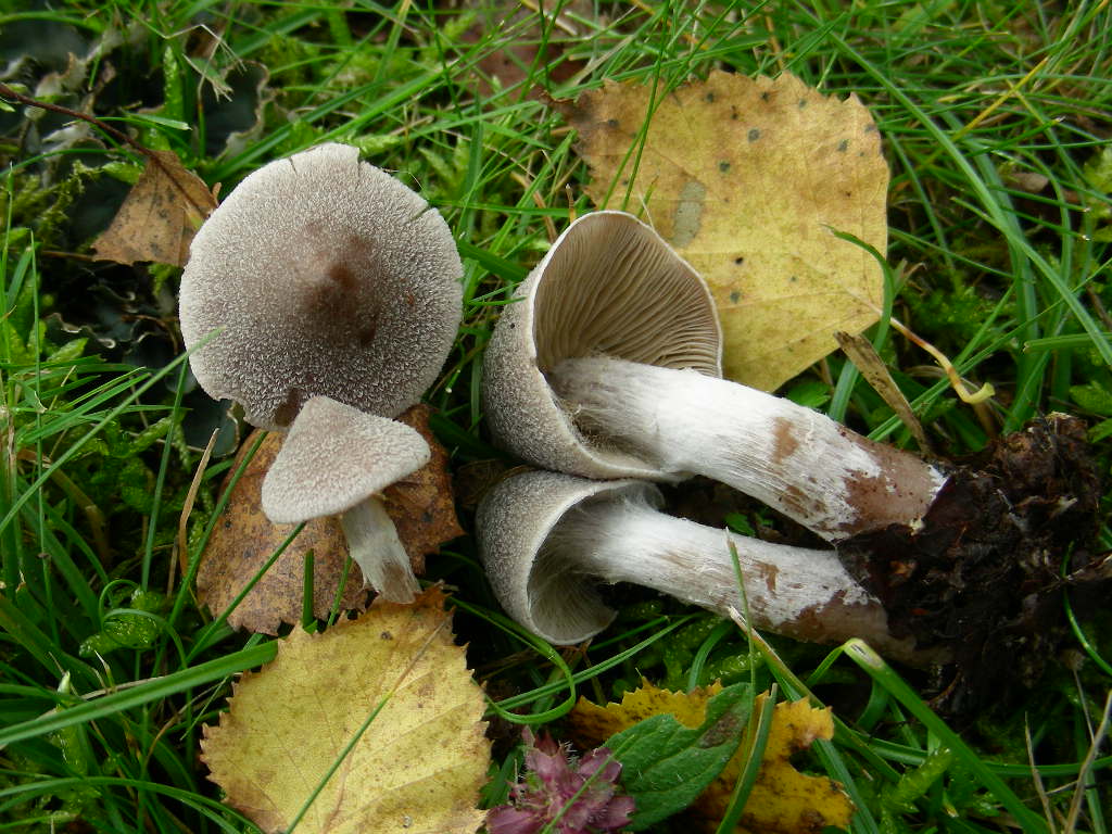 Cortinarius hemitrichus.